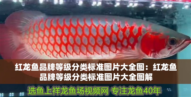紅龍魚品牌等級分類標(biāo)準(zhǔn)圖片大全圖：紅龍魚品牌等級分類標(biāo)準(zhǔn)圖片大全圖解