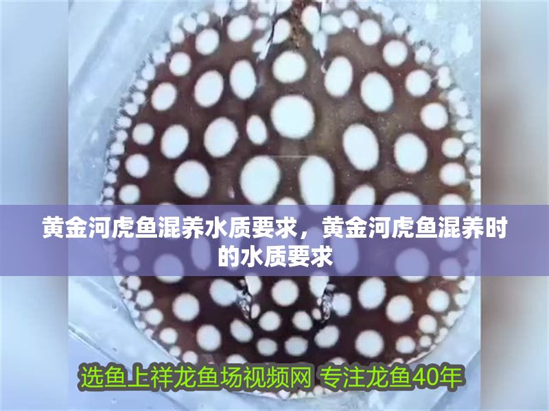 黃金河虎魚混養水質要求，黃金河虎魚混養時的水質要求