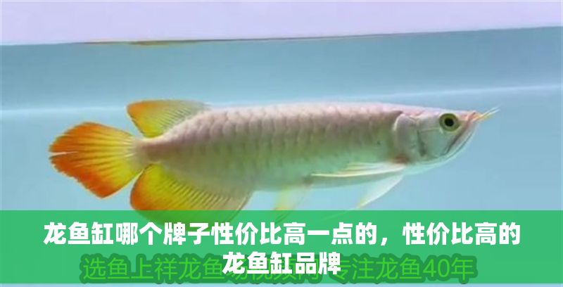 龍魚缸哪個牌子性價比高一點的，性價比高的龍魚缸品牌