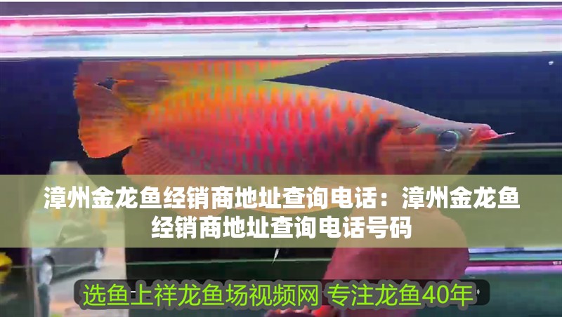 漳州金龍魚經銷商地址查詢電話：漳州金龍魚經銷商地址查詢電話號碼