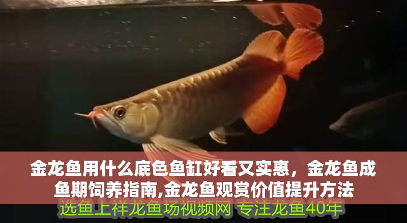 金龍魚用什么底色魚缸好看又實惠，金龍魚成魚期飼養指南,金龍魚觀賞價值提升方法