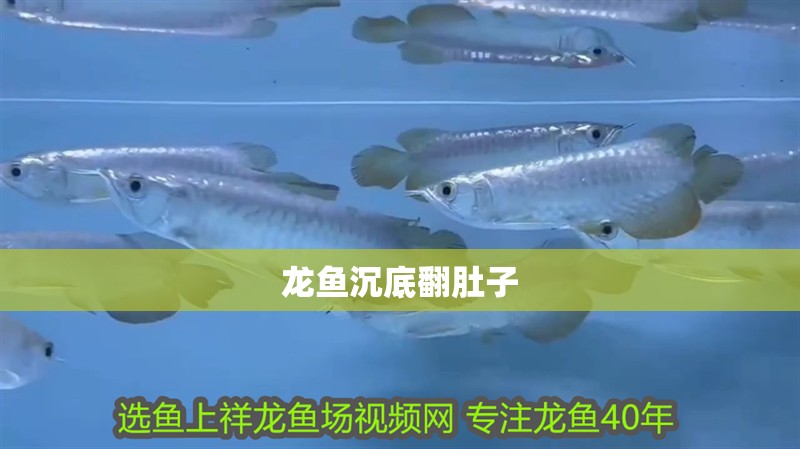 龍魚沉底翻肚子