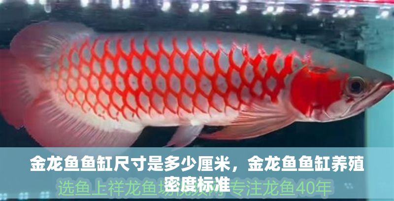 金龍魚魚缸尺寸是多少厘米，金龍魚魚缸養殖密度標準