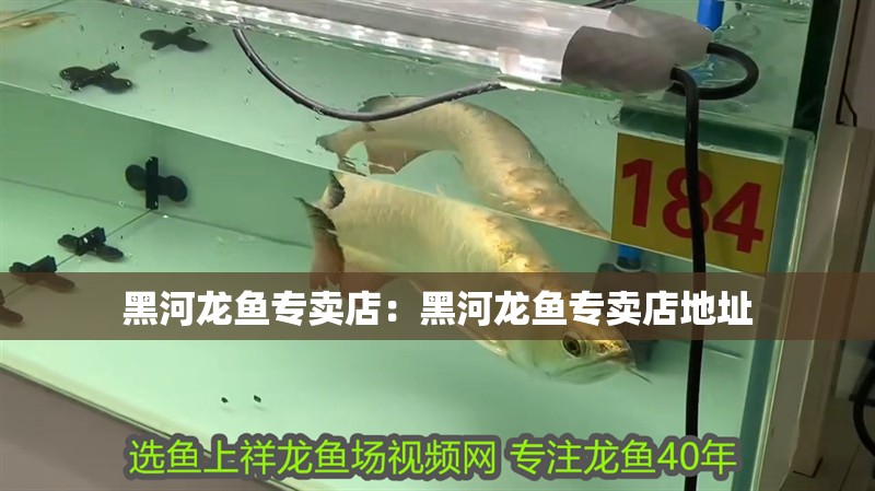 黑河龍魚專賣店：黑河龍魚專賣店地址