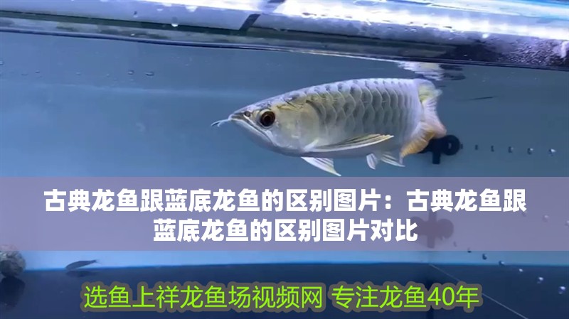 銀龍魚喂養環境(銀龍魚怎么喂養)