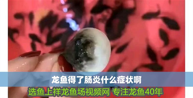 龍魚得了腸炎什么癥狀啊