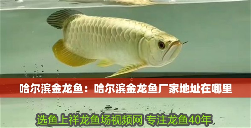 龍魚掉眼會影響壽命嗎為什么不能養(yǎng)