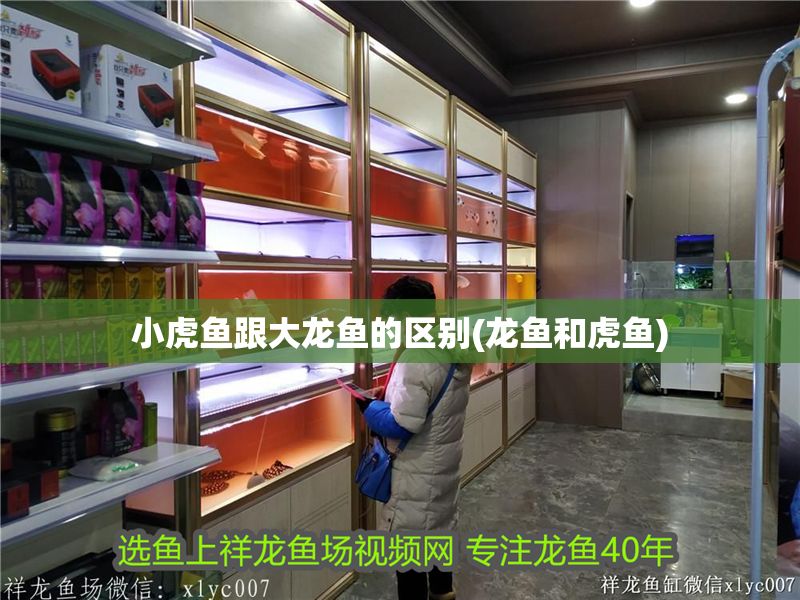 小虎魚跟大龍魚的區別(龍魚和虎魚)
