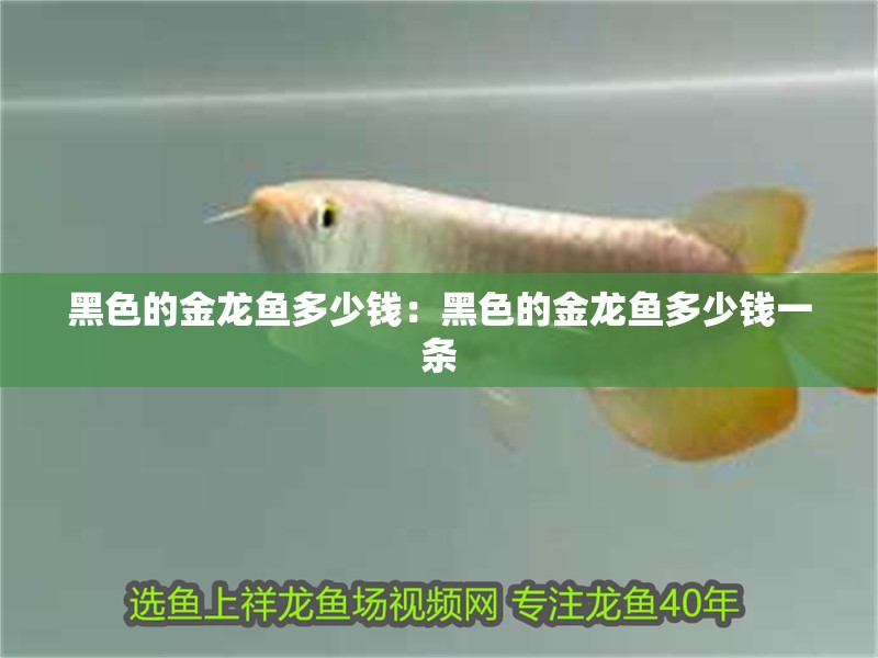 黑色的金龍魚多少錢：黑色的金龍魚多少錢一條