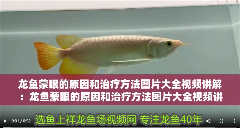 龍魚蒙眼的原因和治療方法圖片大全視頻講解：龍魚蒙眼的原因和治療方法圖片大全視頻講解