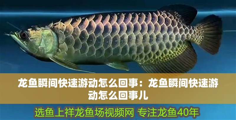 龍魚瞬間快速游動怎么回事：龍魚瞬間快速游動怎么回事兒