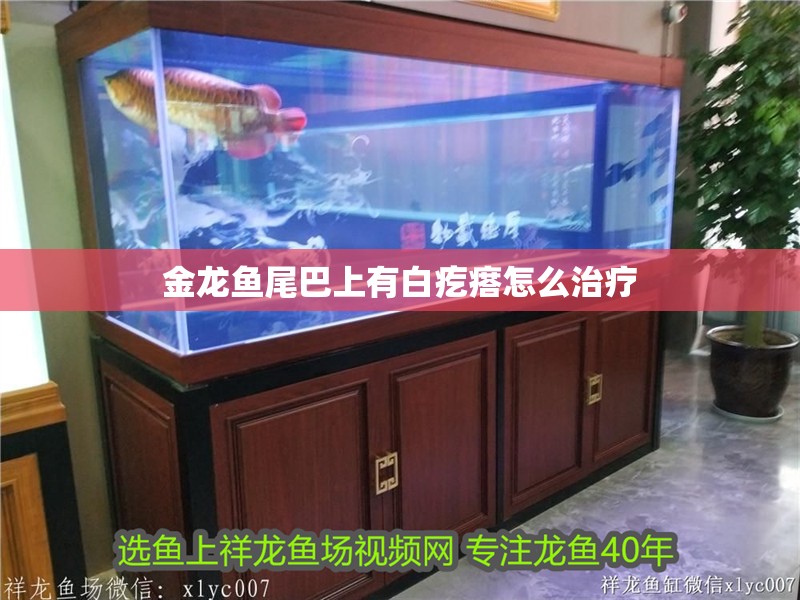 金龍魚尾巴上有白疙瘩怎么治療