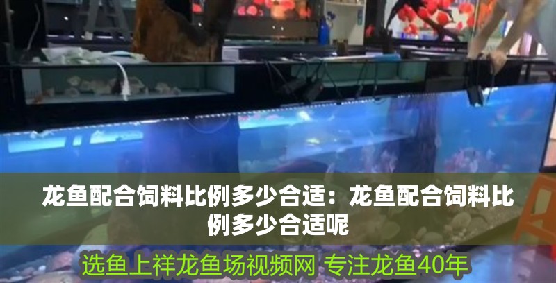 龍魚配合飼料比例多少合適：龍魚配合飼料比例多少合適呢