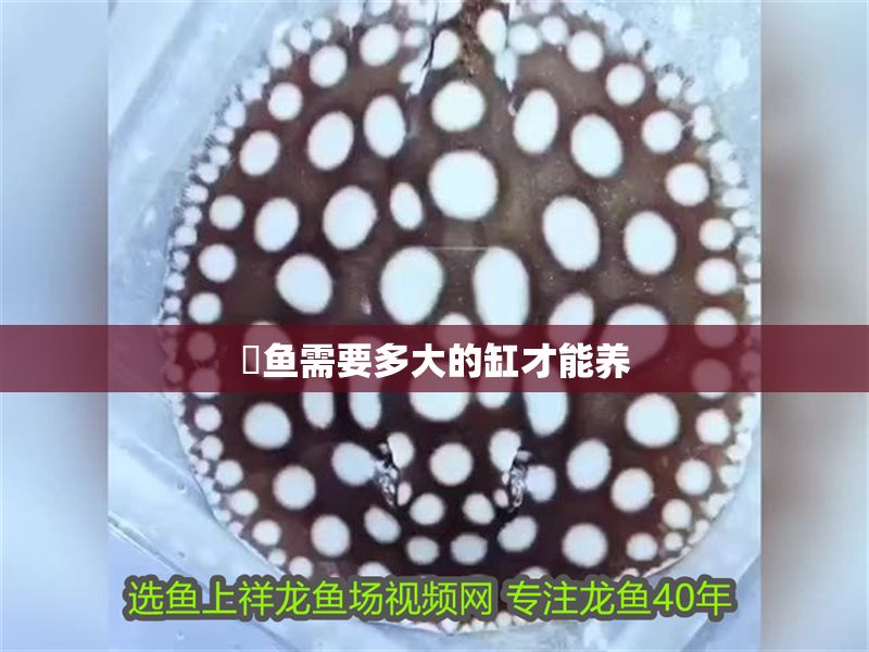 魟魚需要多大的缸才能養(yǎng)