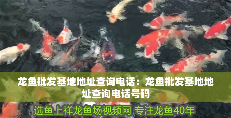 龍魚批發基地地址查詢電話：龍魚批發基地地址查詢電話號碼
