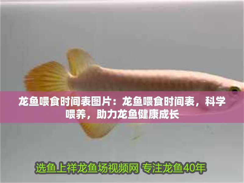 龍魚喂食時間表圖片：龍魚喂食時間表，科學(xué)喂養(yǎng)，助力龍魚健康成長