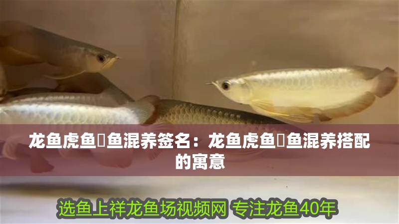 龍魚虎魚魟魚混養簽名：龍魚虎魚魟魚混養搭配的寓意