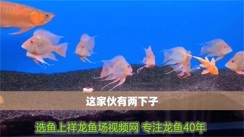 這家伙有兩下子 魟魚(yú)百科 第2張 這家伙有兩下子 這家伙有兩下子 魟魚(yú)百科 第2張