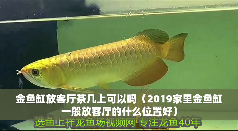 金魚缸放客廳茶幾上可以嗎（2019家里金魚缸一般放客廳的什么位置好）