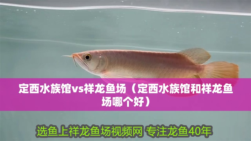 定西水族館vs祥龍魚場（定西水族館和祥龍魚場哪個好）