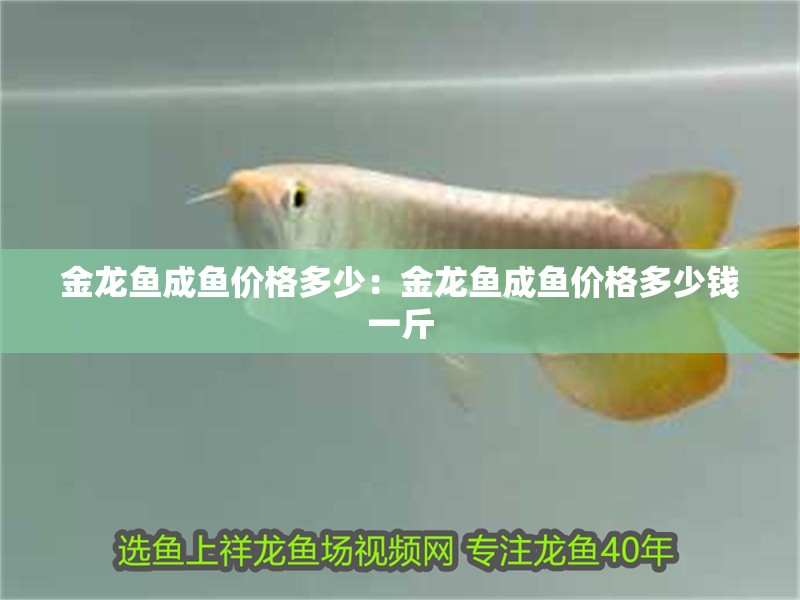 金龍魚成魚價格多少：金龍魚成魚價格多少錢一斤 金龍魚成魚價格多少：金龍魚成魚價格多少錢一斤 水族問答