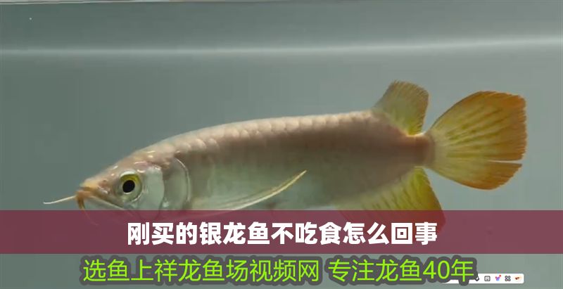 剛買的銀龍魚不吃食怎么回事 龍魚百科 第1張 剛買的銀龍魚不吃食怎么回事 剛買的銀龍魚不吃食怎么回事 龍魚百科 第1張