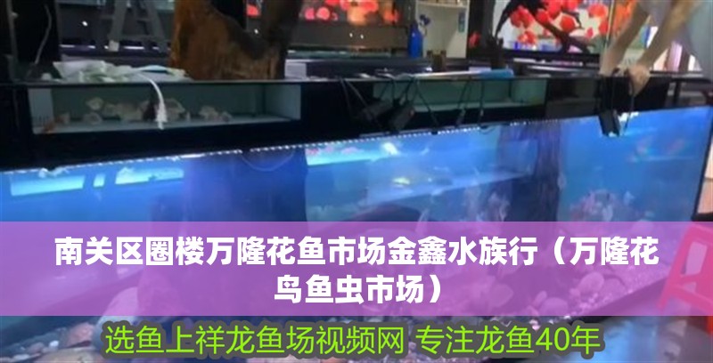 南關(guān)區(qū)圈樓萬隆花魚市場金鑫水族行（萬隆花鳥魚蟲市場）