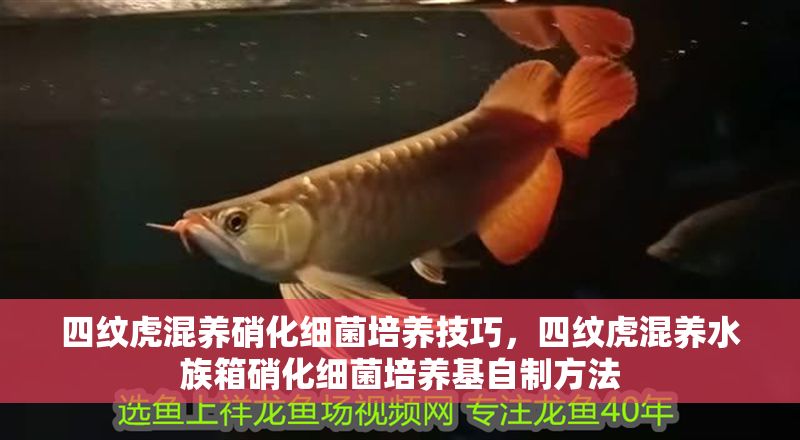 四紋虎混養(yǎng)硝化細(xì)菌培養(yǎng)技巧，四紋虎混養(yǎng)水族箱硝化細(xì)菌培養(yǎng)基自制方法