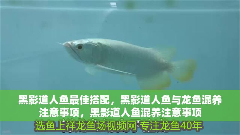 黑影道人魚最佳搭配，黑影道人魚與龍魚混養(yǎng)注意事項，黑影道人魚混養(yǎng)注意事項