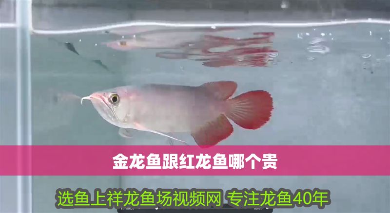 金龍魚跟紅龍魚哪個貴