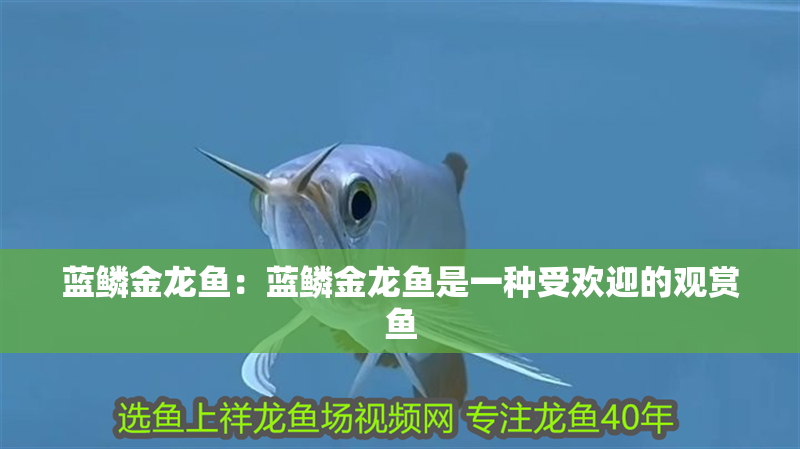 藍鱗金龍魚：藍鱗金龍魚是一種受歡迎的觀賞魚 藍鱗金龍魚：藍鱗金龍魚是一種受歡迎的觀賞魚 龍魚百科 第2張