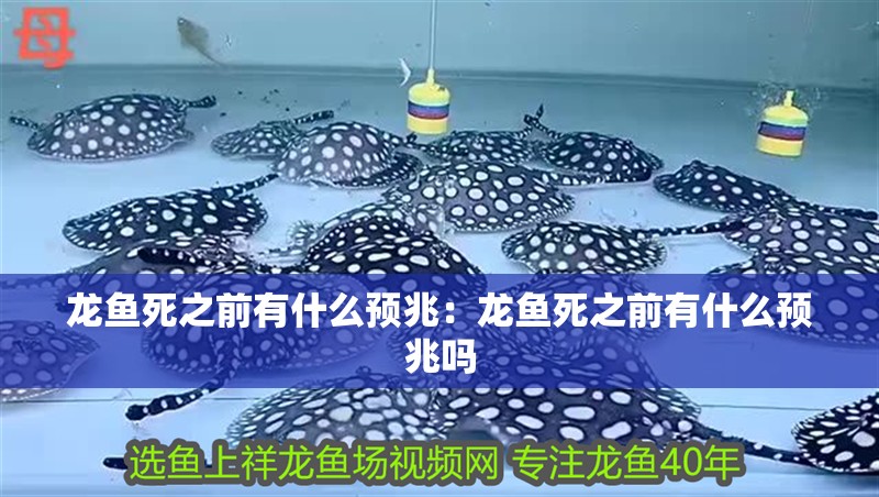 龍魚死之前有什么預(yù)兆：龍魚死之前有什么預(yù)兆嗎