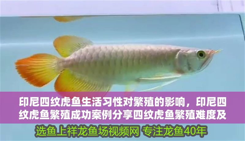 印尼四紋虎魚生活習性對繁殖的影響，印尼四紋虎魚繁殖成功案例分享四紋虎魚繁殖難度及解決方案