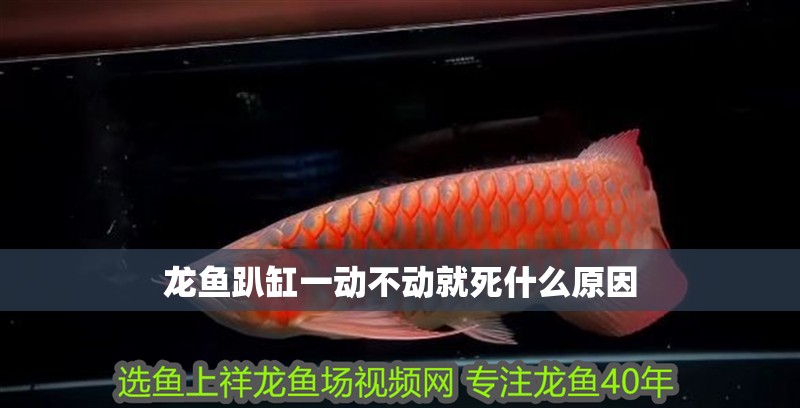 龍魚趴缸一動不動就死什么原因