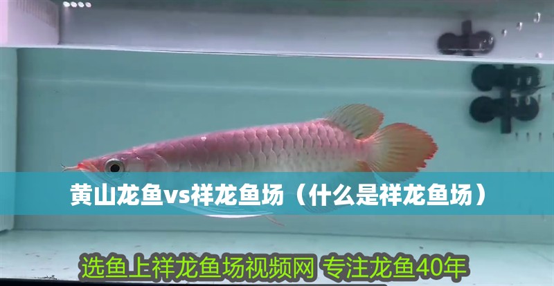 黃山龍魚vs祥龍魚場（什么是祥龍魚場）
