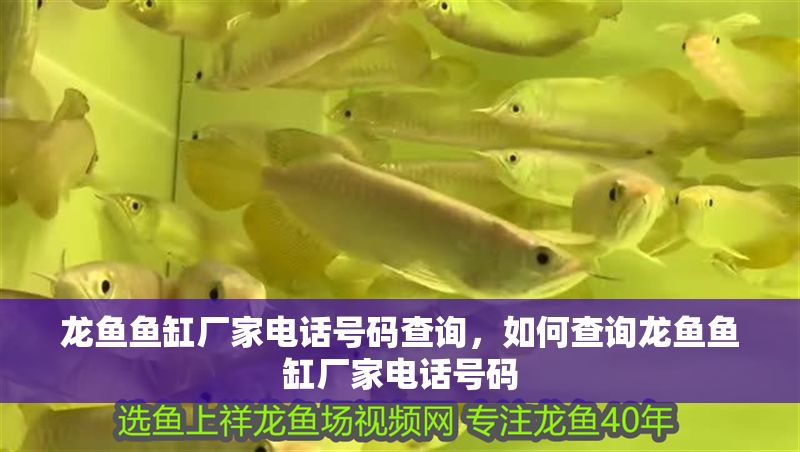 龍魚魚缸廠家電話號碼查詢，如何查詢龍魚魚缸廠家電話號碼