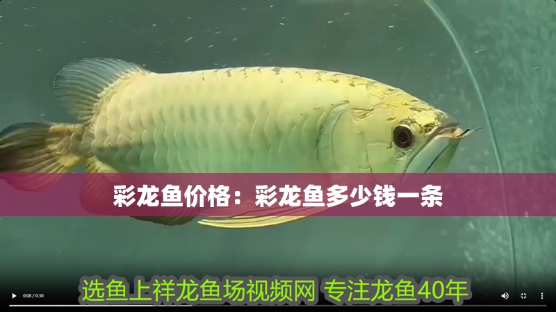 彩龍魚(yú)價(jià)格：彩龍魚(yú)多少錢(qián)一條