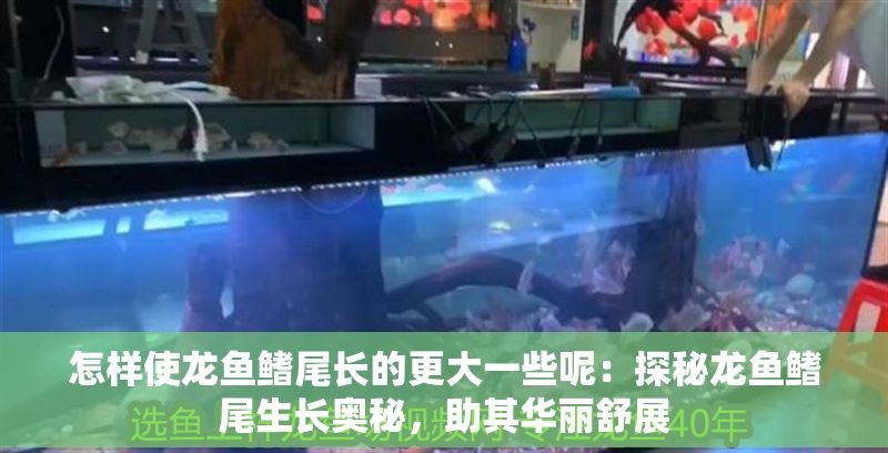 怎樣使龍魚鰭尾長的更大一些呢：探秘龍魚鰭尾生長奧秘，助其華麗舒展