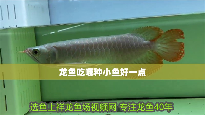 龍魚吃哪種小魚好一點
