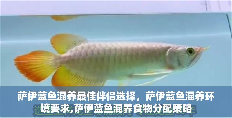 薩伊藍魚混養(yǎng)最佳伴侶選擇，薩伊藍魚混養(yǎng)環(huán)境要求,薩伊藍魚混養(yǎng)食物分配策略