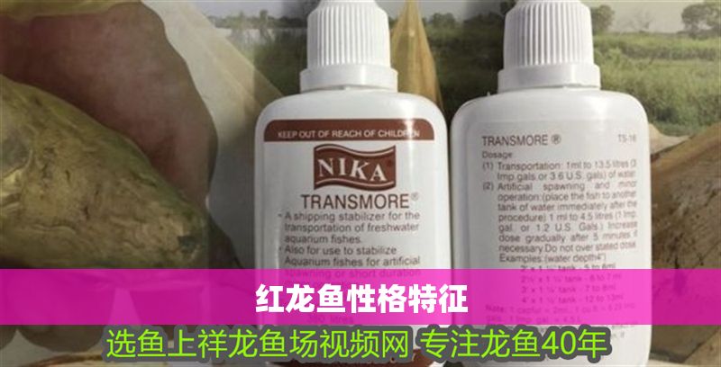 紅龍魚性格特征