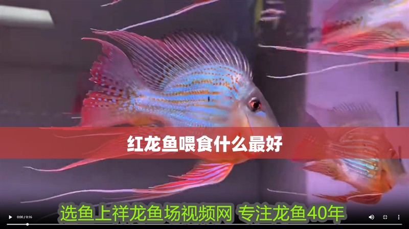 紅龍魚喂食什么最好
