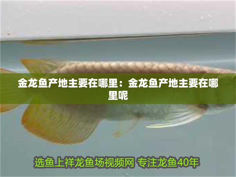 金龍魚(yú)產(chǎn)地主要在哪里：金龍魚(yú)產(chǎn)地主要在哪里呢