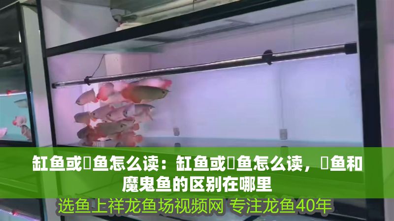 缸魚或魟魚怎么讀：缸魚或魟魚怎么讀，魟魚和魔鬼魚的區別在哪里