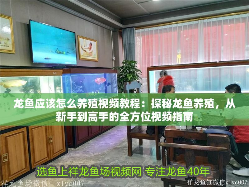 龍魚應該怎么養殖視頻教程：探秘龍魚養殖，從新手到高手的全方位視頻指南