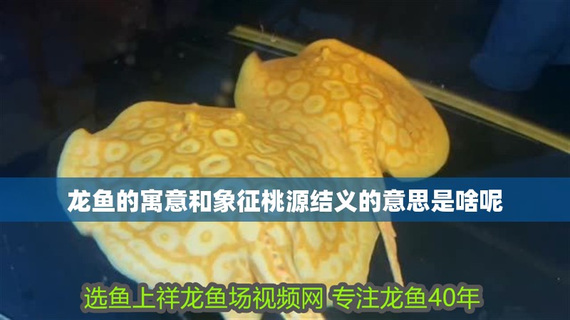 龍魚的寓意和象征桃源結義的意思是啥呢