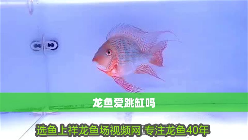 龍魚愛跳缸嗎