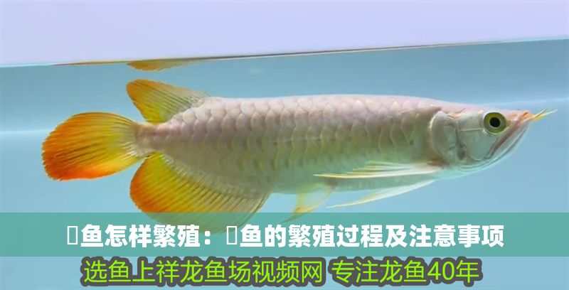 魟魚怎樣繁殖：魟魚的繁殖過程及注意事項(xiàng)