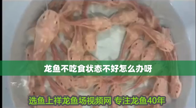龍魚不吃食狀態不好怎么辦呀