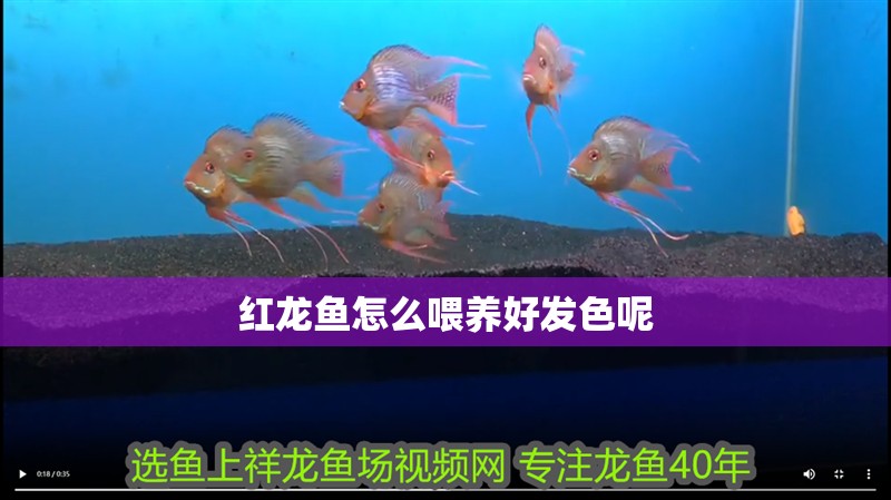 紅龍魚怎么喂養好發色呢